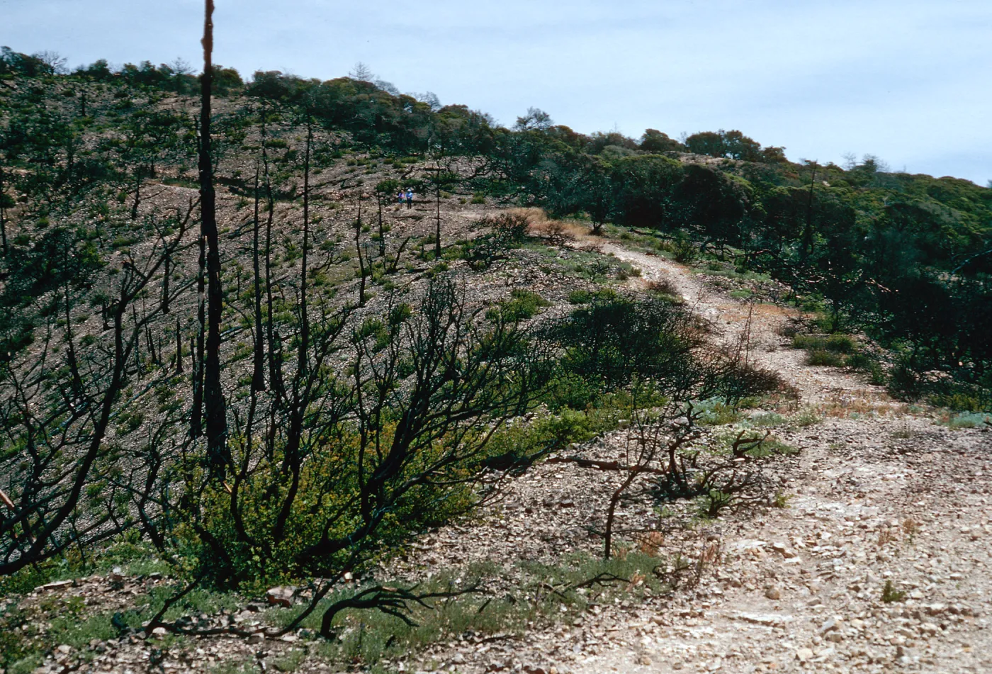 China Pines, after fire of December,1994, Santa Cruz Island