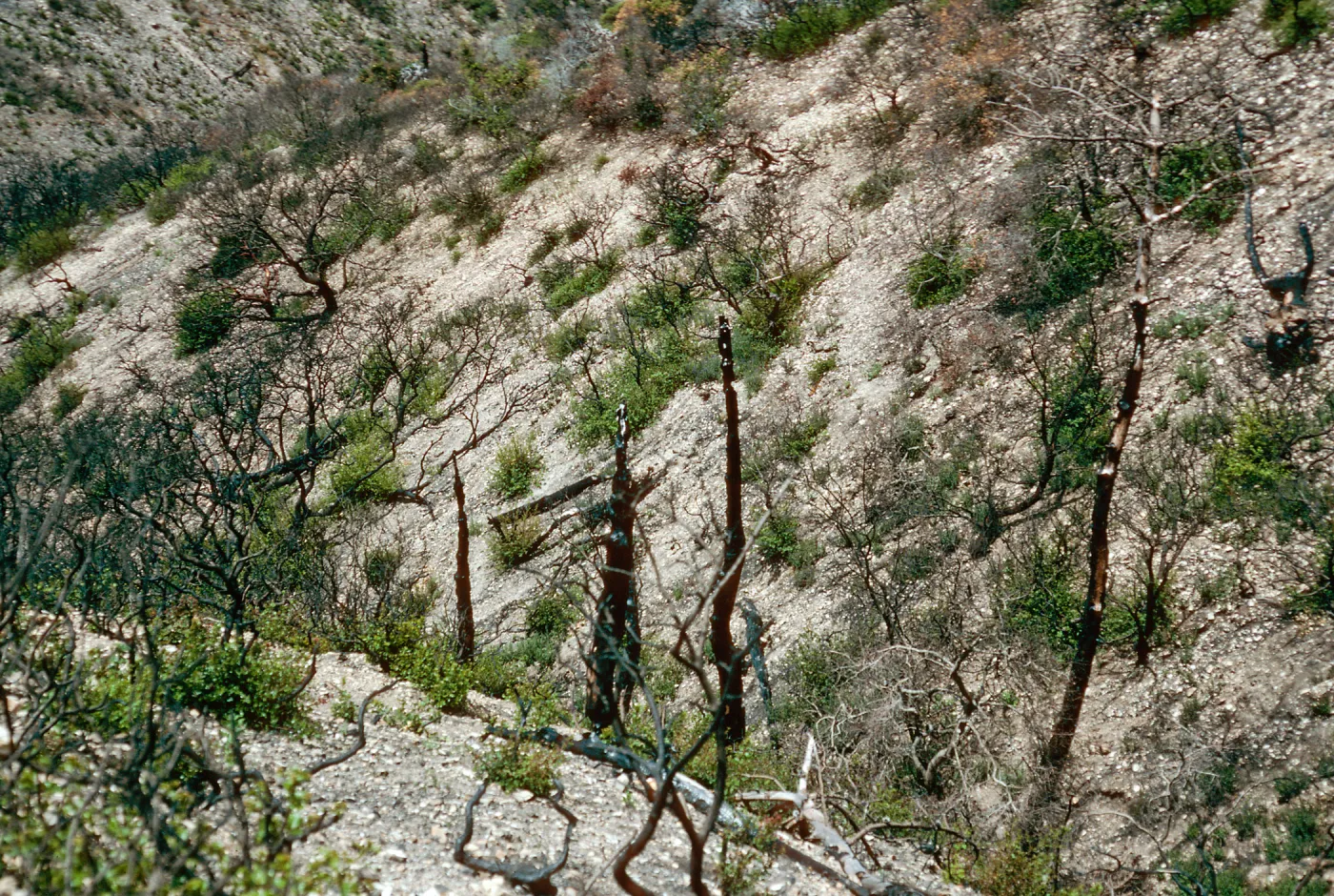 China Pines, after fire of December,1994, Santa Cruz Island