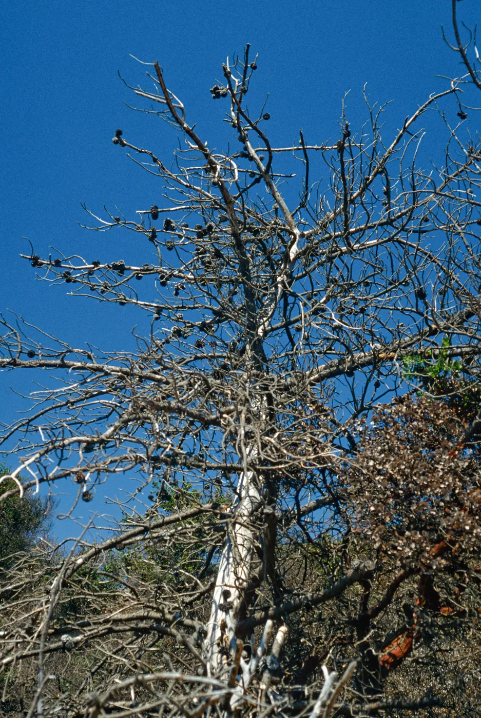 China Pines, after fire of December,1994, Santa Cruz Island