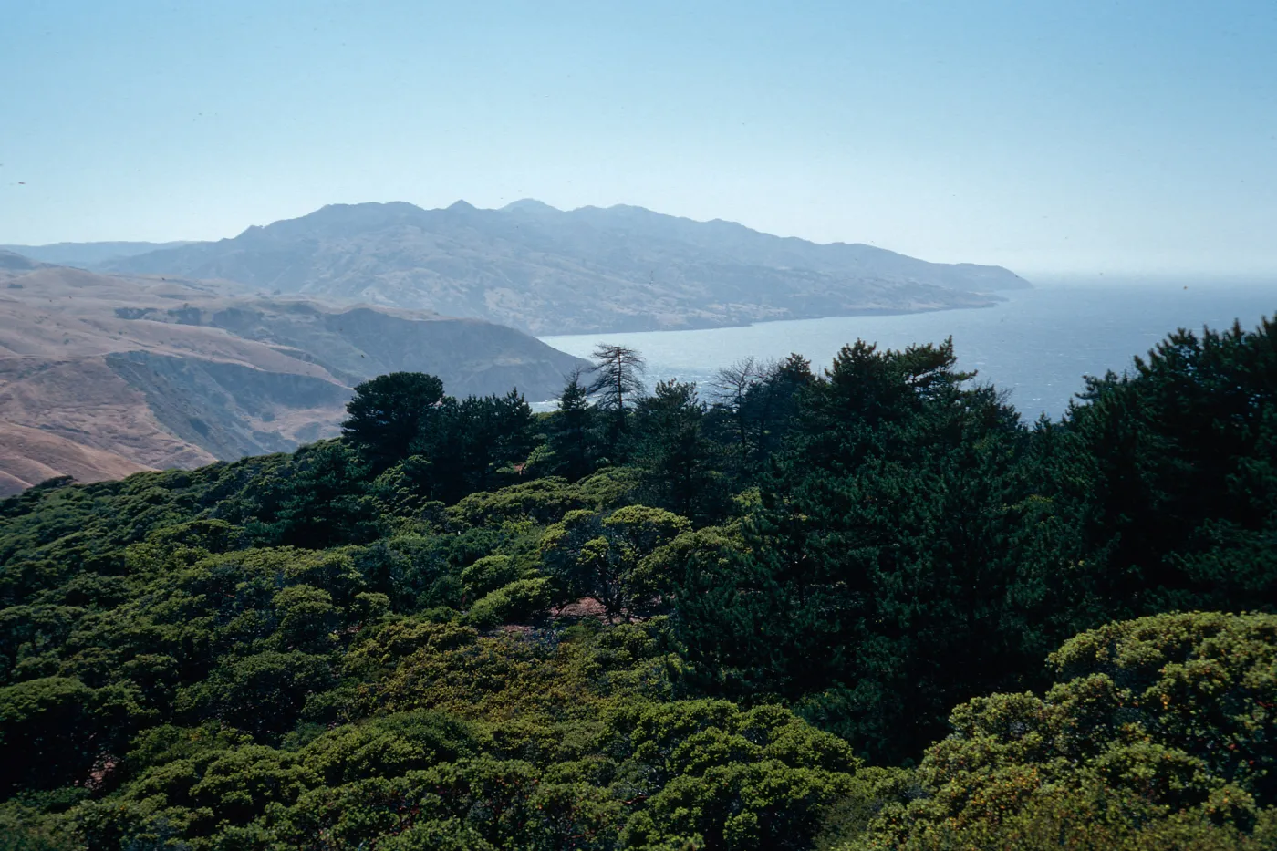 China Pines, Santa Cruz Island
