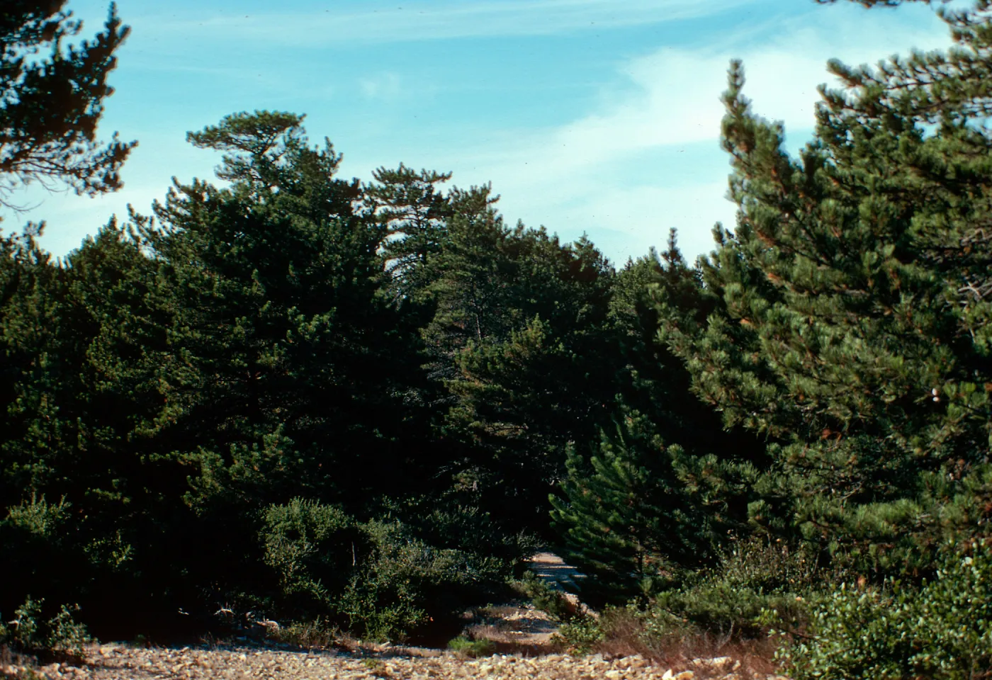 China Pines, Santa Cruz Island