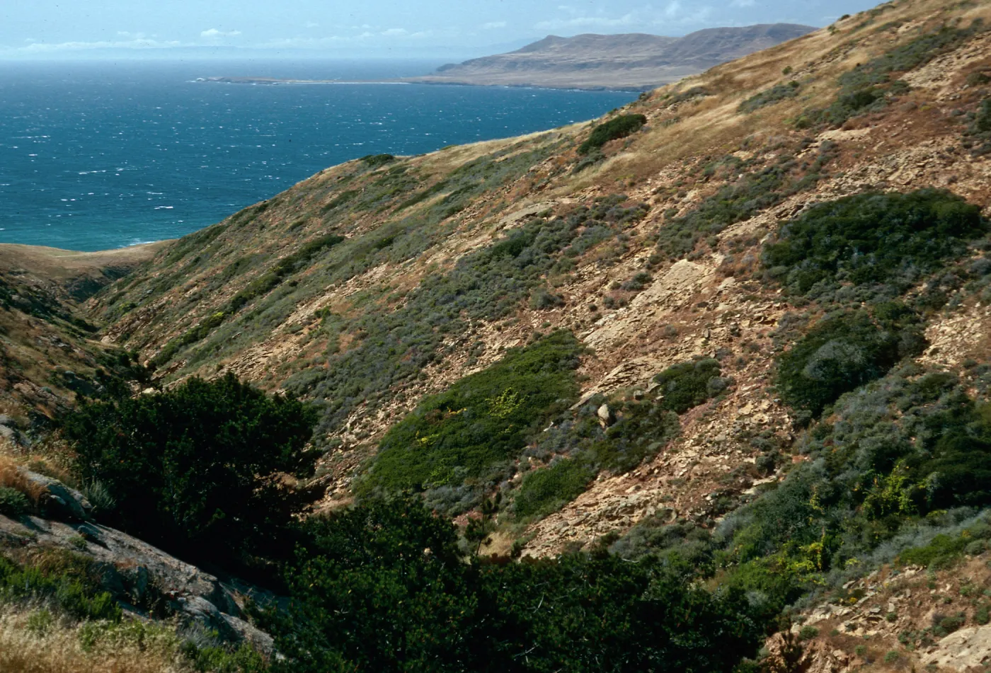 pines, 2nd large canyon, North of Alegria Canyon, Northwest of ∆ Hill, Santa Cruz Island