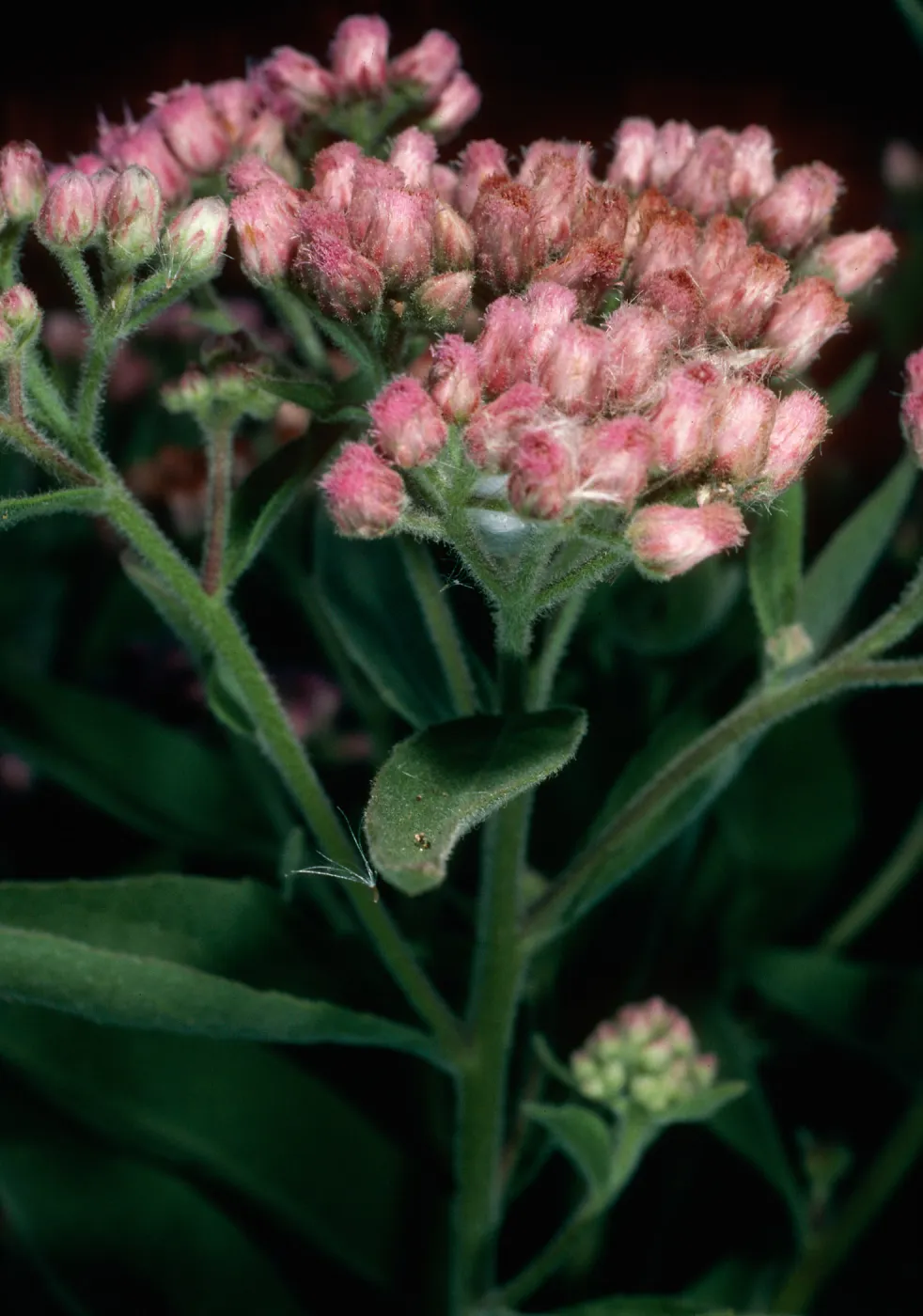 Pluchea odorata, (=purpuraceus), Santa Cruz Island