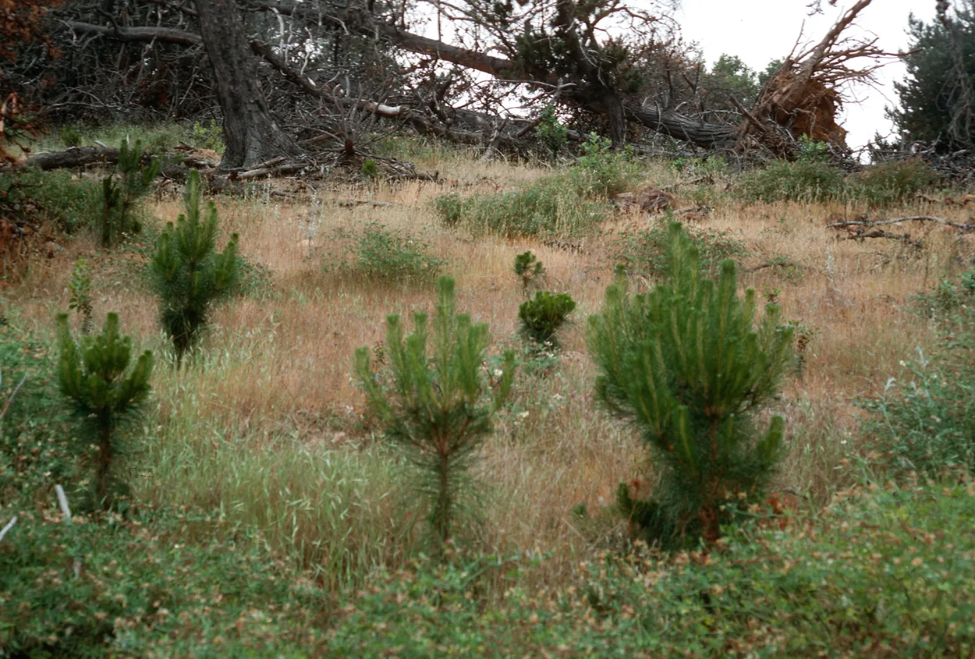 burn site of February 1987, East of Twin Harbor, Santa Cruz Island