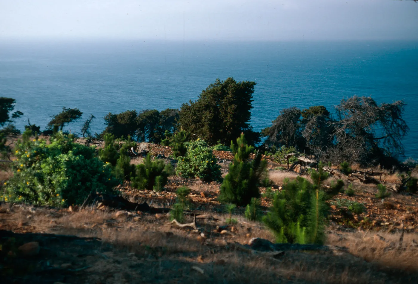 Dendromecon, pines, just East of Twin Harbor, Santa Cruz Island