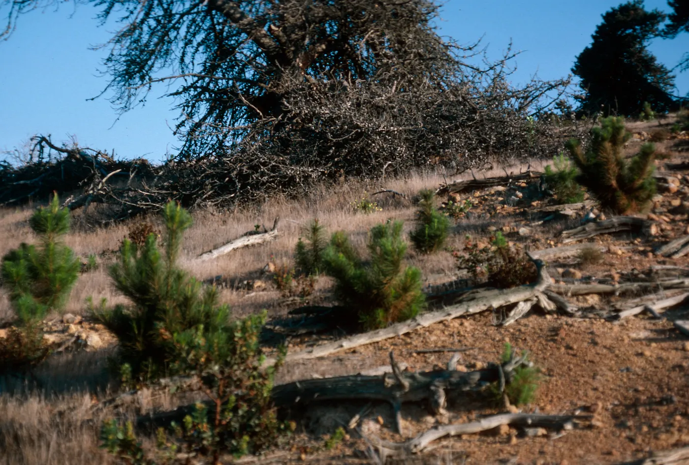 pines, just East of Twin Harbor, Santa Cruz Island