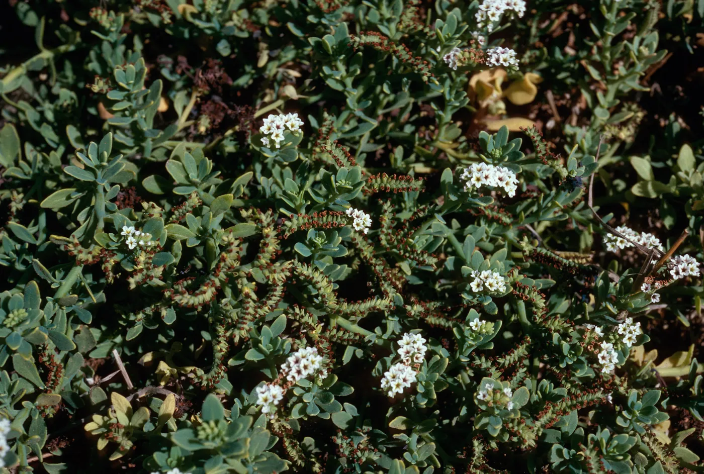 Heliotropium curassavicum, mouth of Pozo Canyon, Santa Cruz Island