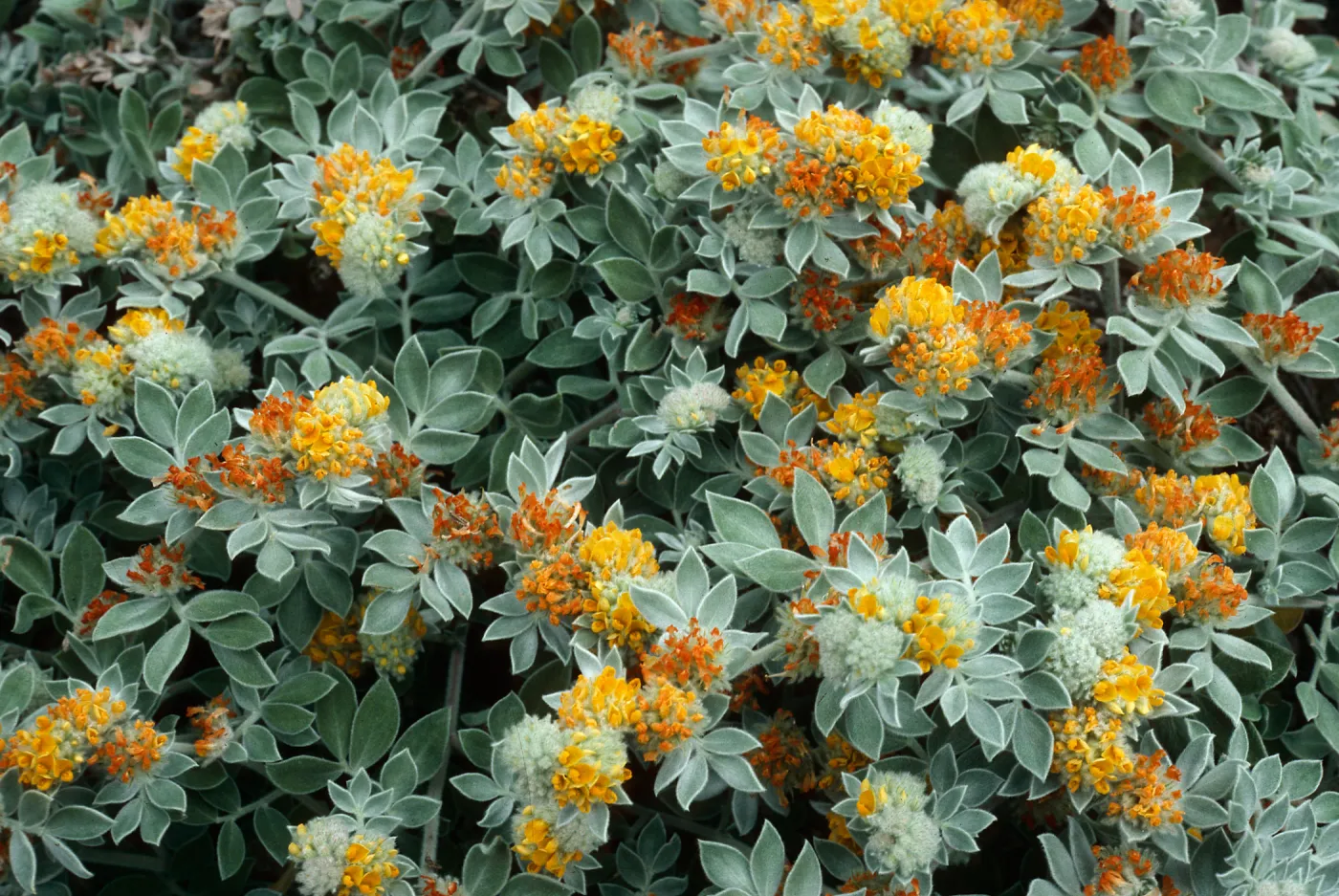 Lotus argophyllus, Cañada Del Puerto, Santa Cruz Island