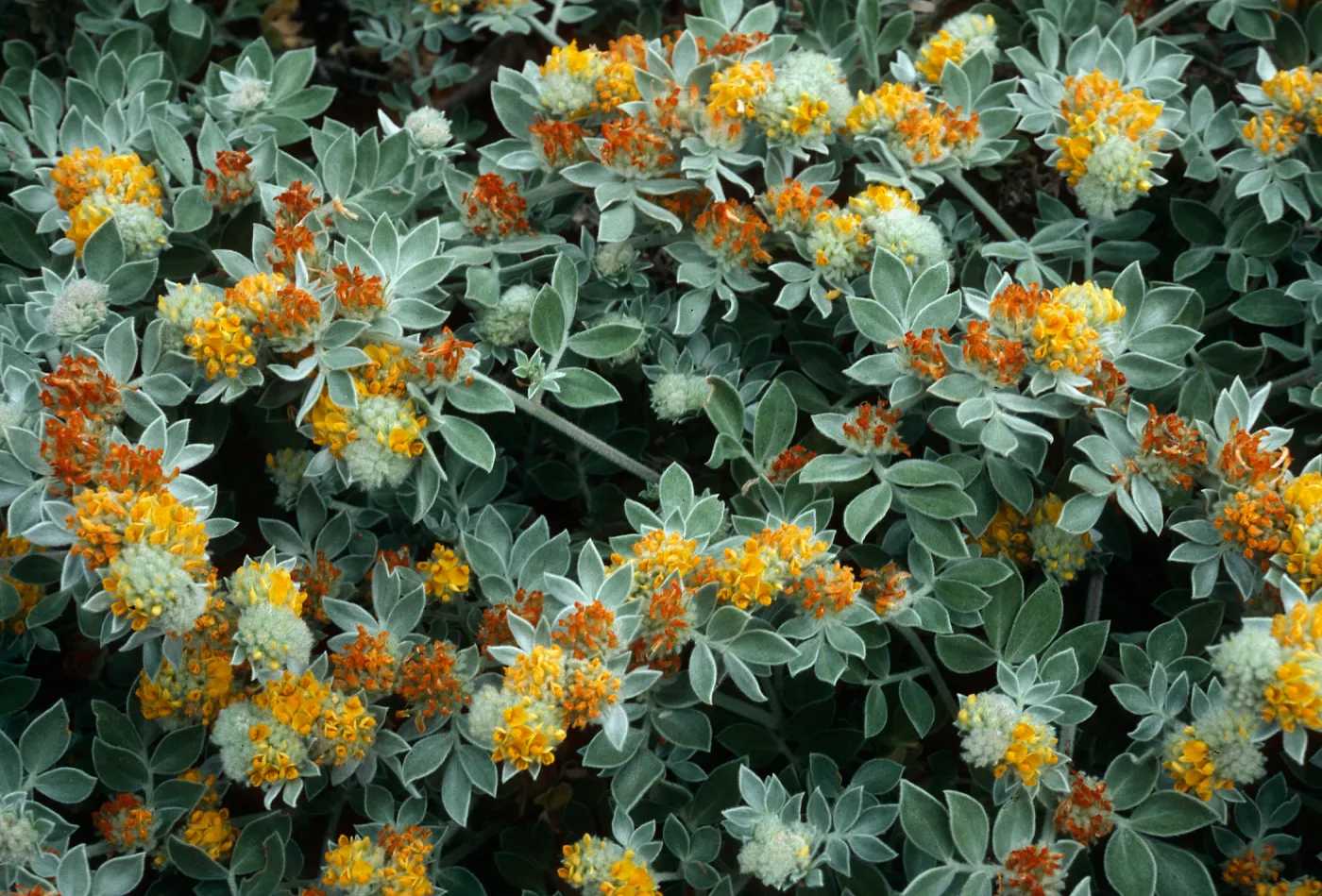 Lotus argophyllus, Cañada Del Puerto, Santa Cruz Island