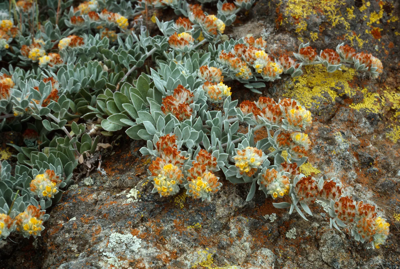 Lotus argophyllus niveus, trail West of Picacho Diablo, Santa Cruz Island