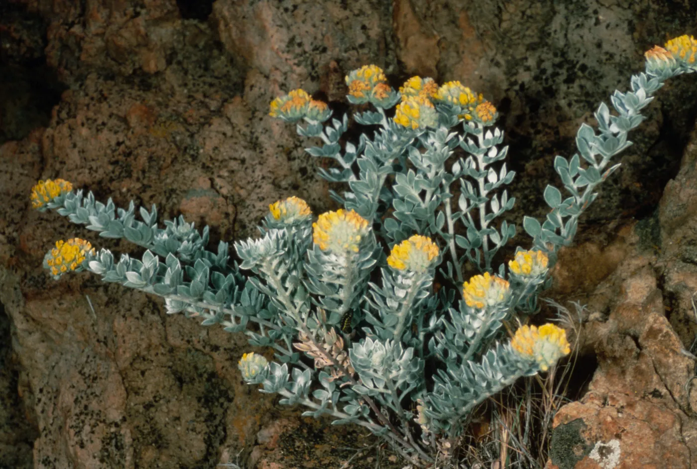 Lotus argophyllus niveus, Santa Cruz Island
