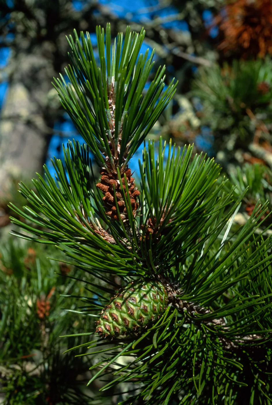 Pinus remorata, Christy Pines, Santa Cruz Island