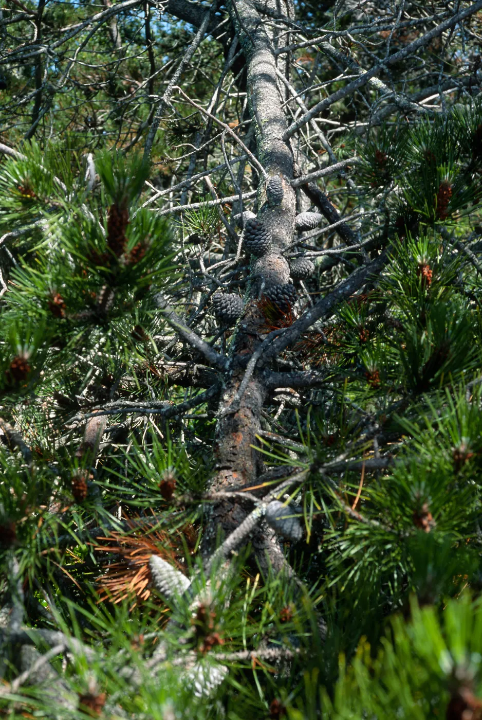 Pinus remorata, Christy Pines, Santa Cruz Island