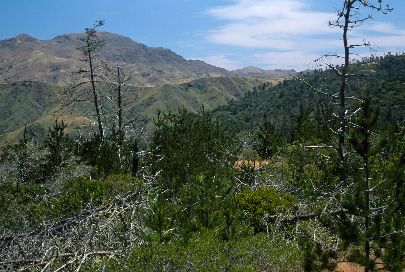 Christy Pines, Santa Cruz Island