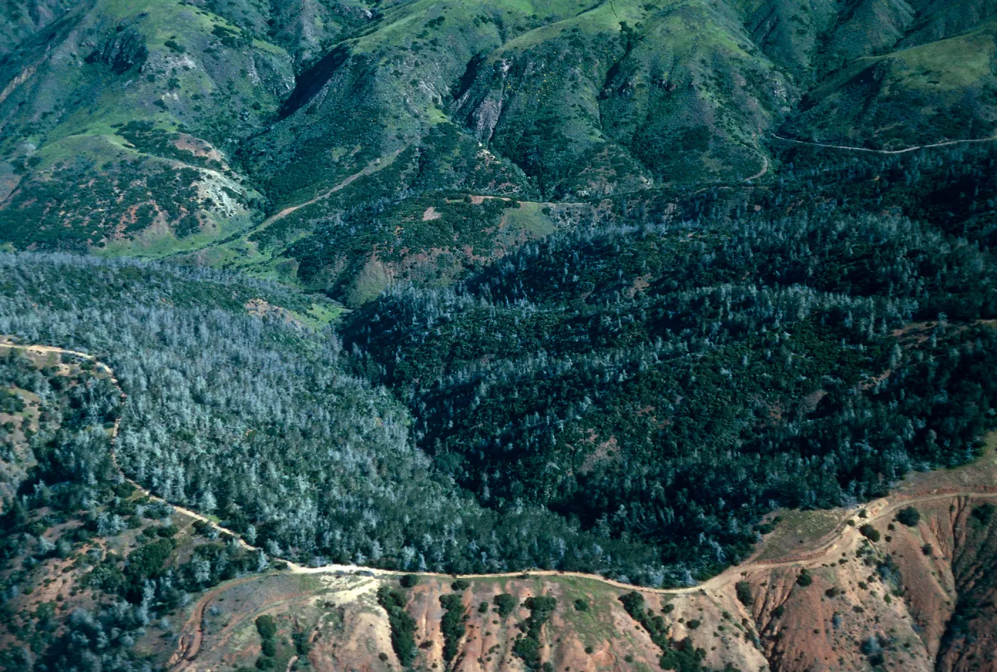 Christy Pines, Santa Cruz Island