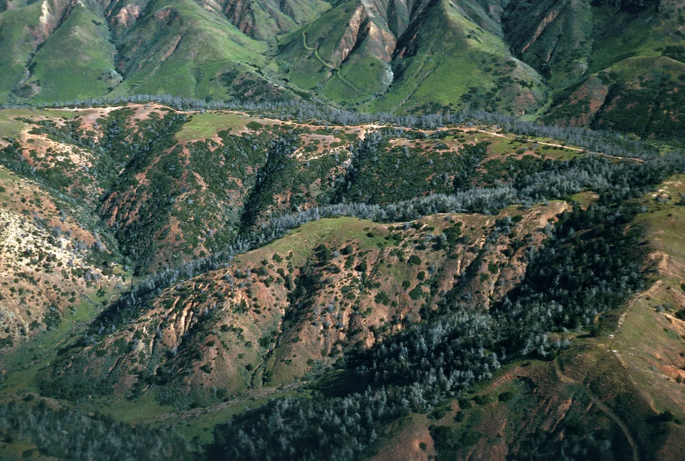 Christy Pines, Santa Cruz Island