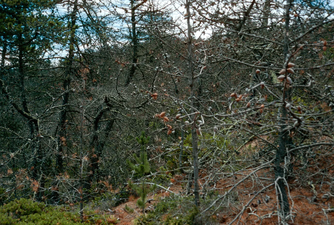 Christy Pines, South Ridge Road, Santa Cruz Island