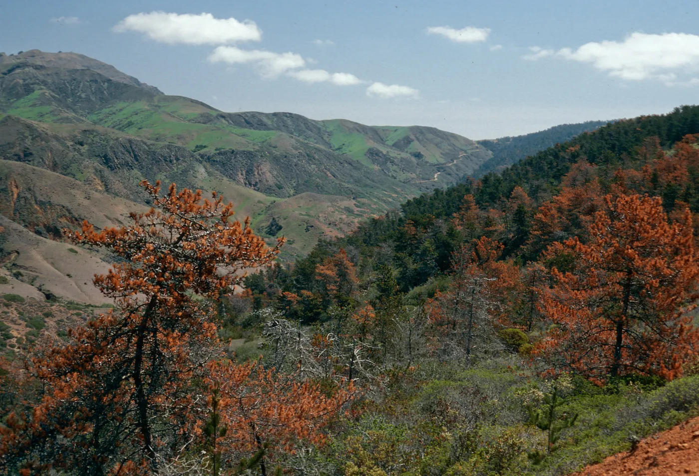 Christy Pines, South Ridge Road, Santa Cruz Island