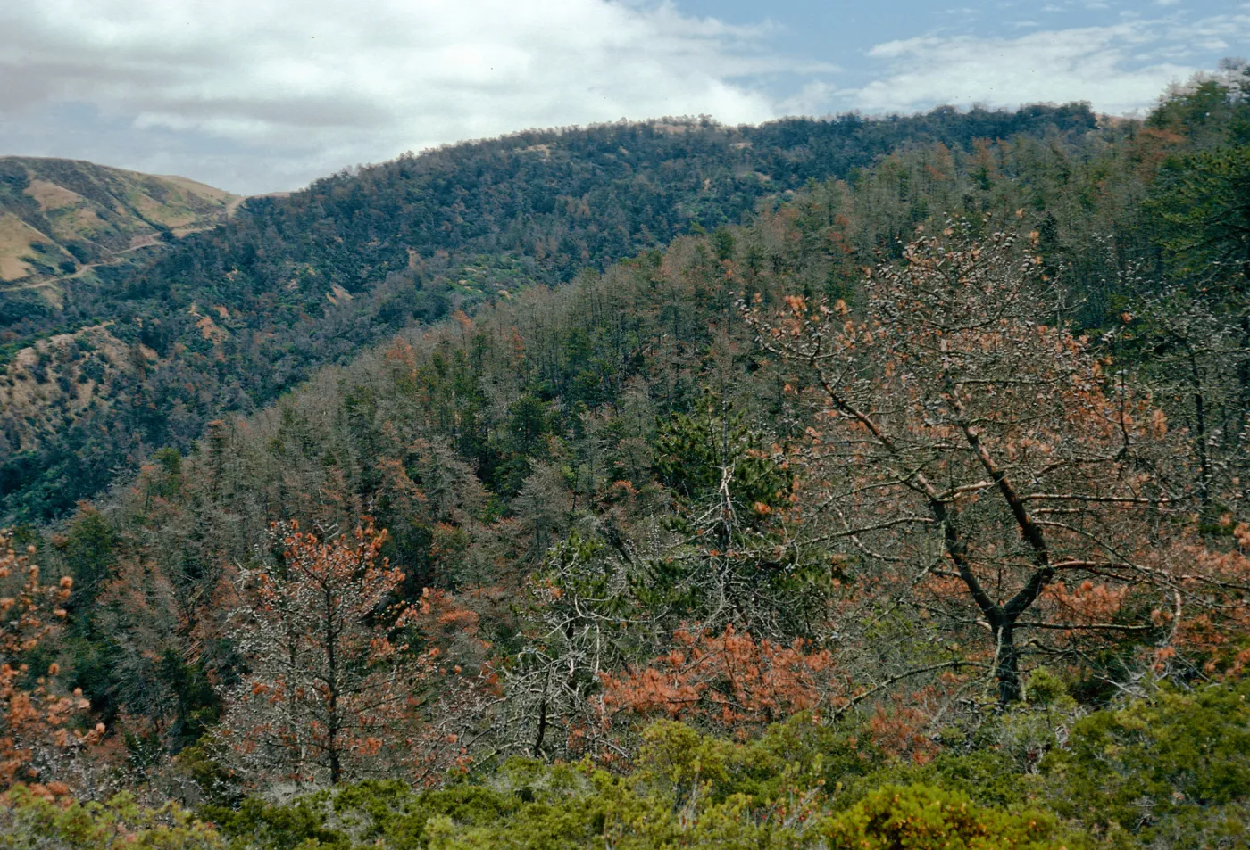 Christy Pines, South Ridge Road, Santa Cruz Island
