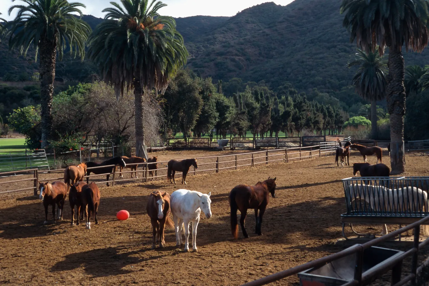 Avalon Stables Santa Catalina Island