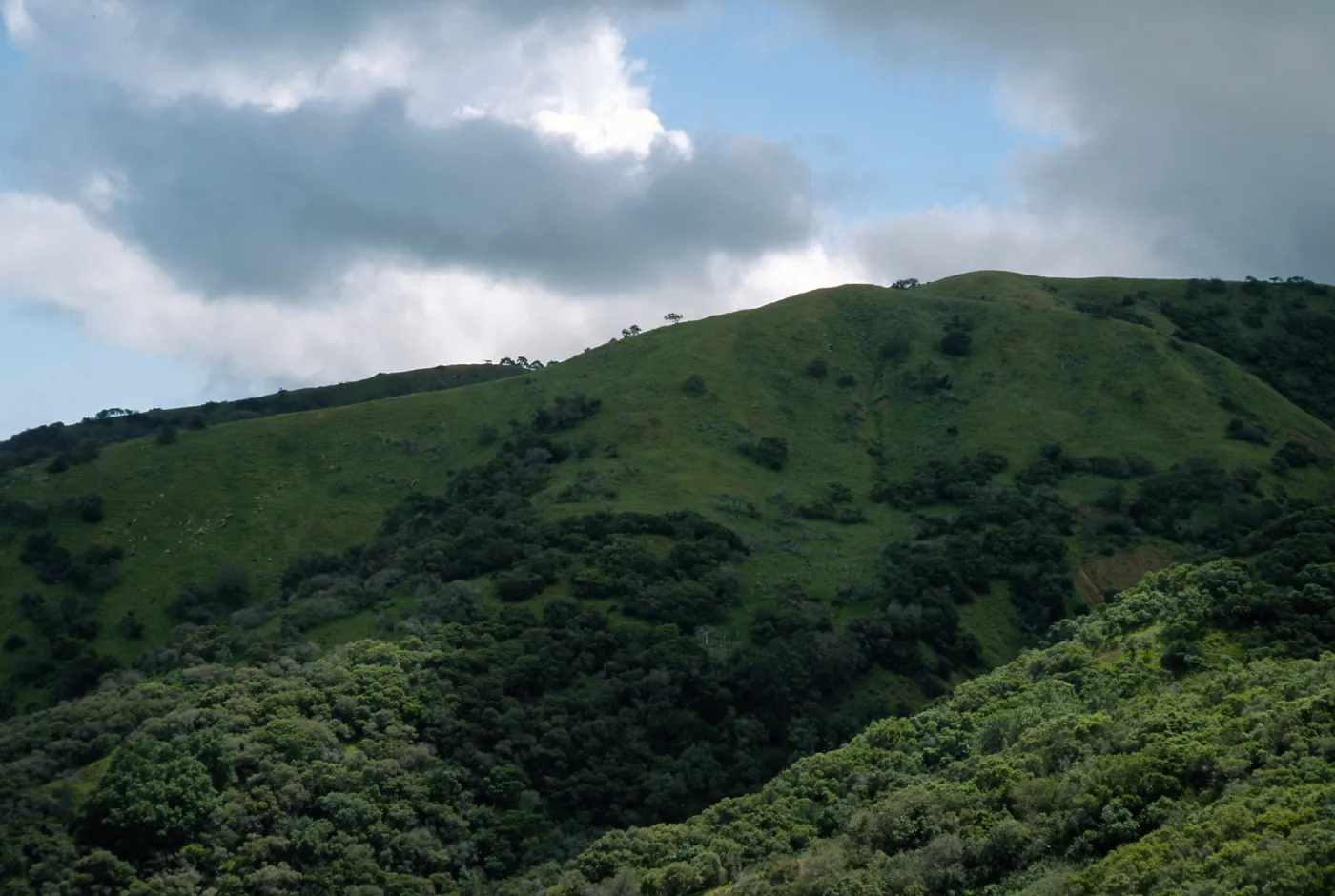 chaparral, slopes above Toyon Bay Road, Santa Catalina Island