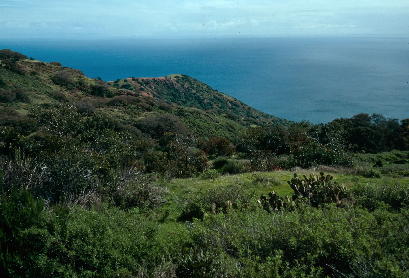 chaparral vegetation, North side near Echo Lake, Santa Catalina Island