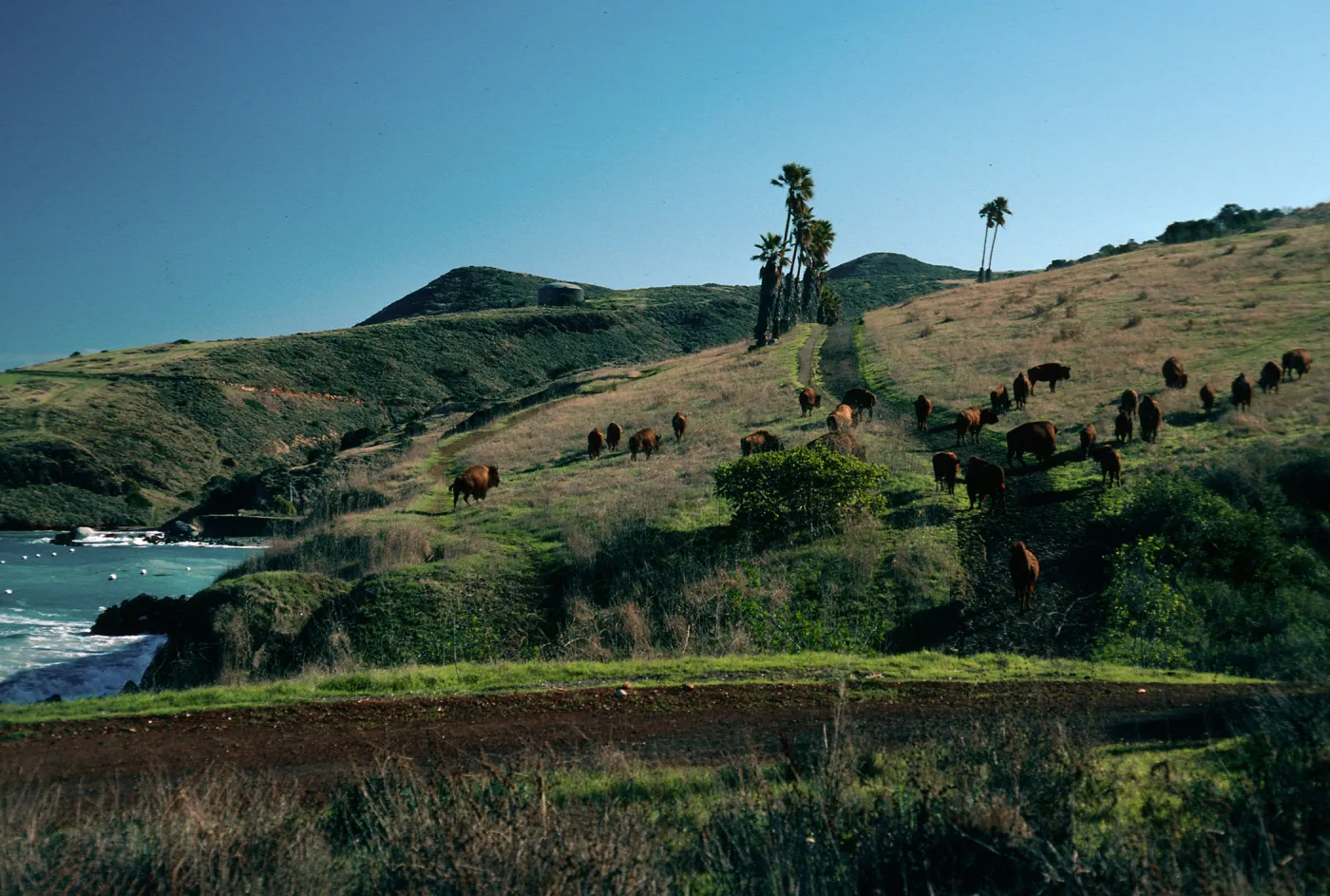buffalo, Isthmus Cove, Santa Catalina Island