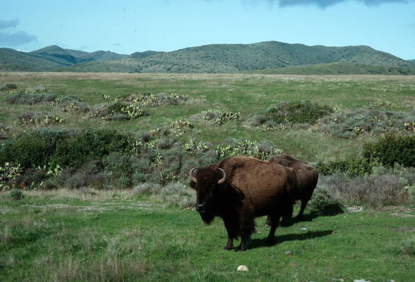 buffalo, road to Little Harbor, Santa Catalina Island