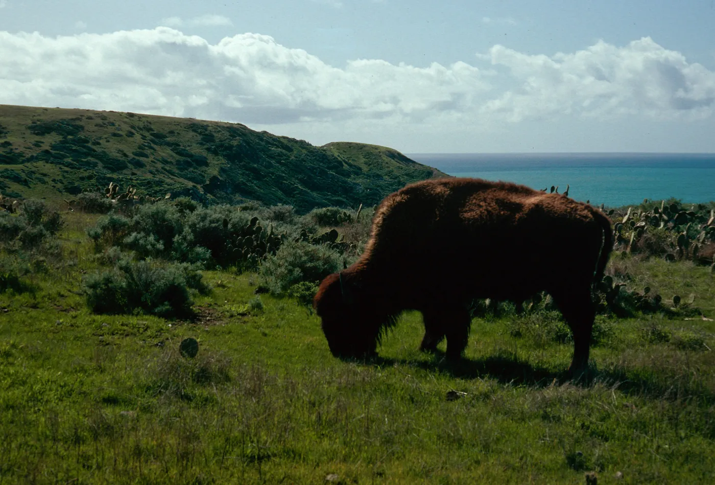 buffalo, Little Harbor Road, Santa Catalina Island