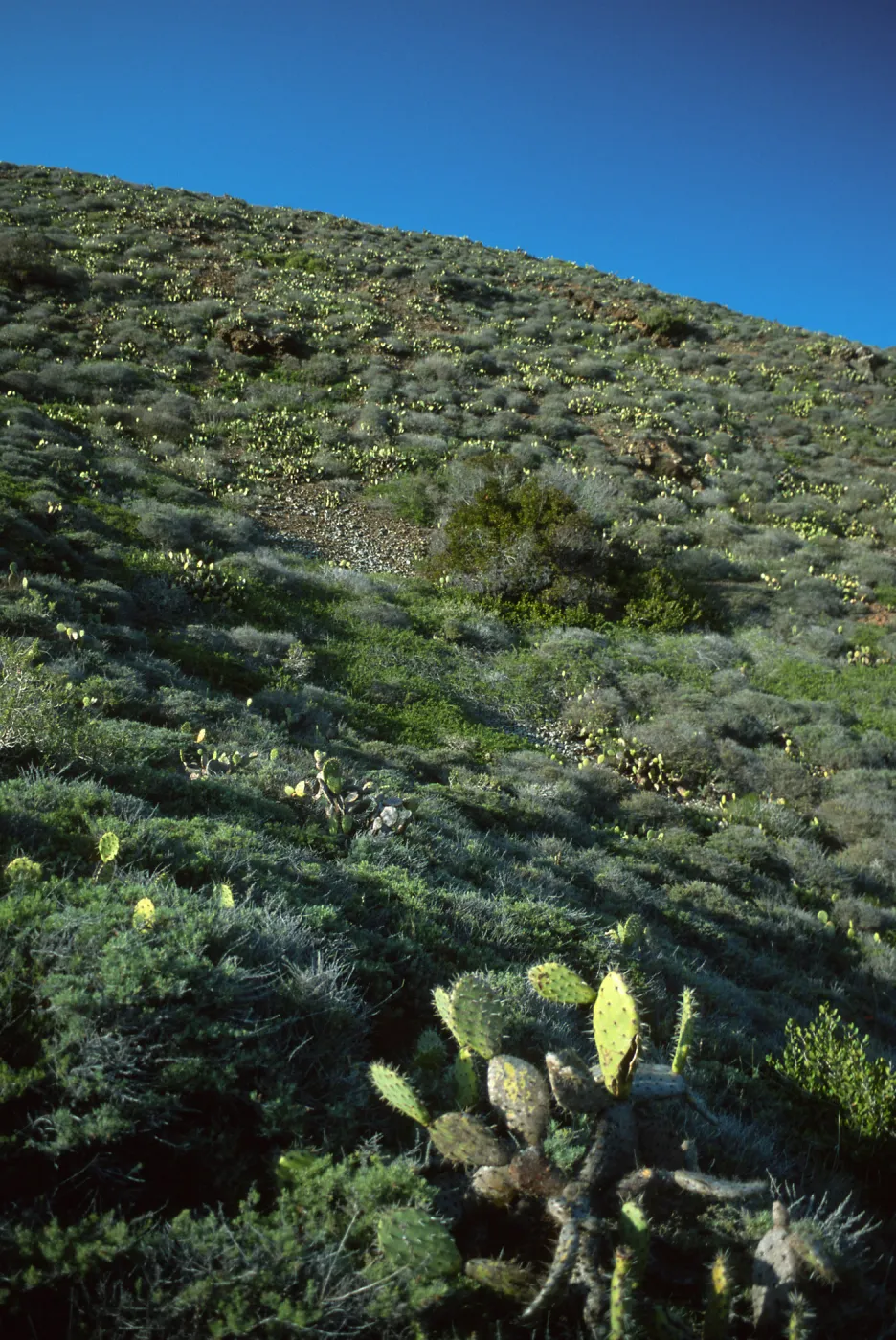 Prickly Pear cacti (Opuntia littoralis), coastal bluffs, Little Harbor, Santa Catalina Island