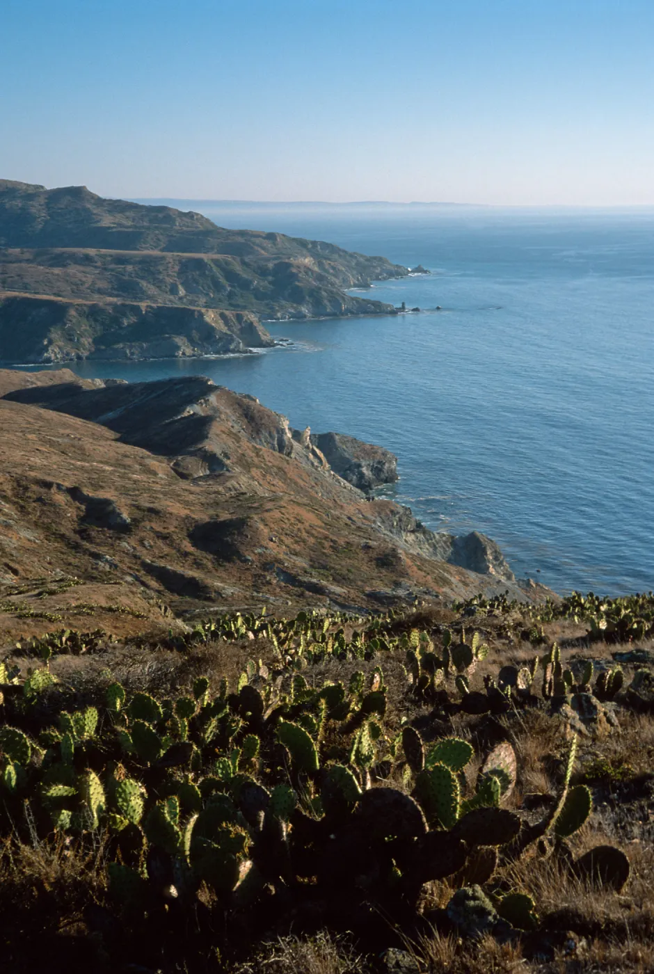 Prickly Pear (Opuntia oricola in foreground), looking towards Little Harbor, Santa Catalina Island