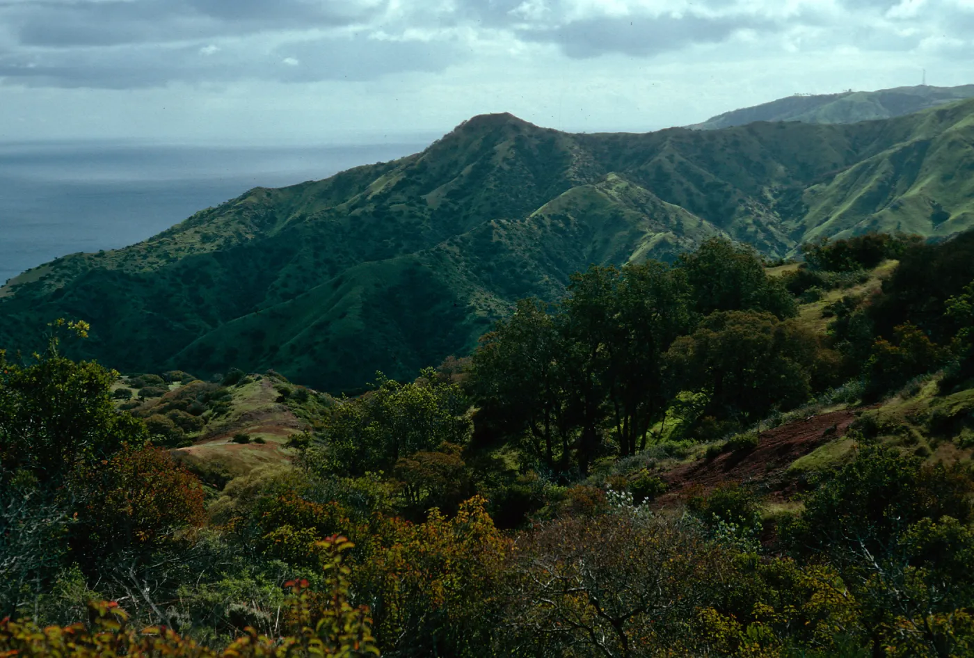 chaparral vegetation, above Whites Landing, North side, Santa Catalina Island