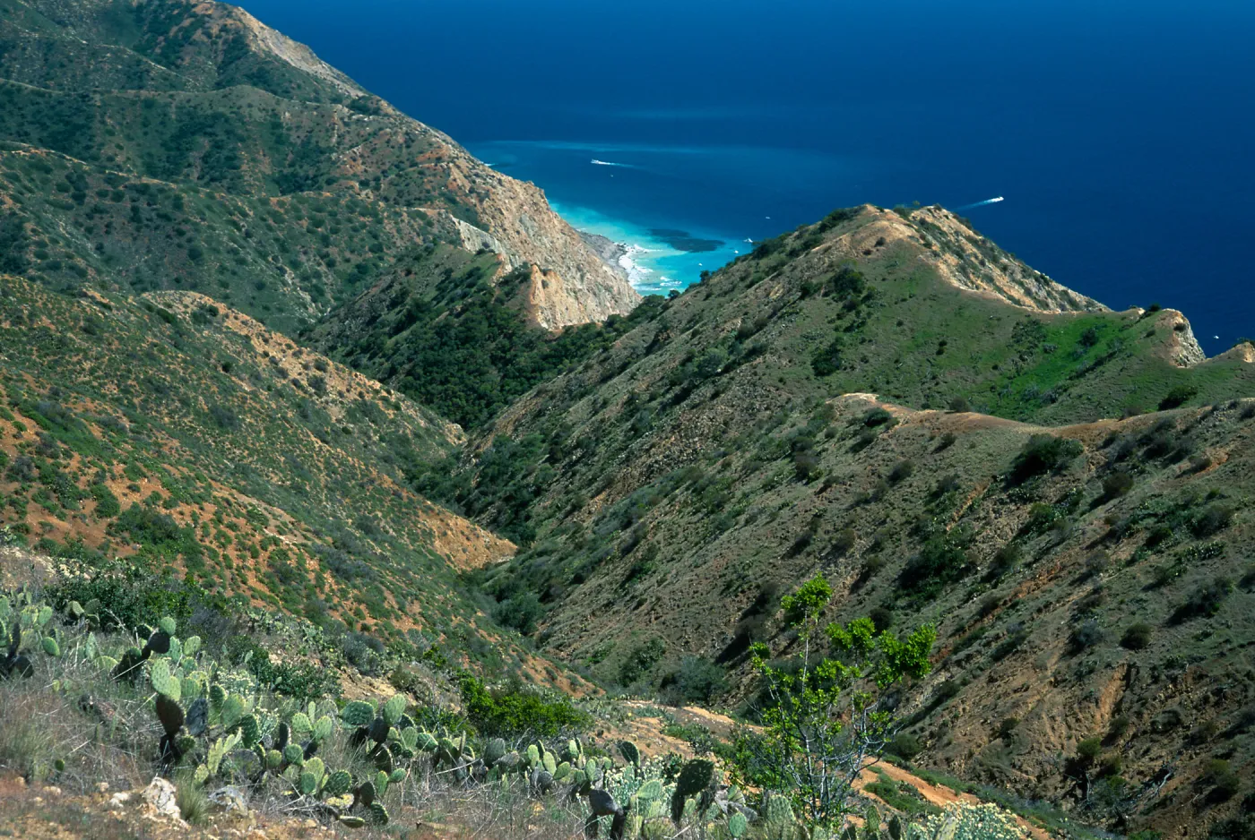 Palisades from Lone Tree Point, Santa Catalina Island