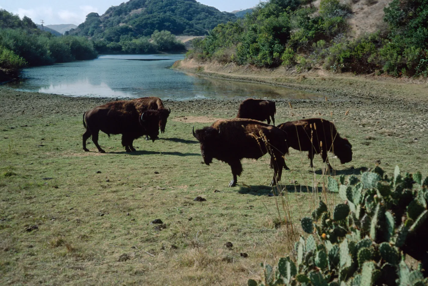 bison, Haypress Reservoir, Santa Catalina Island