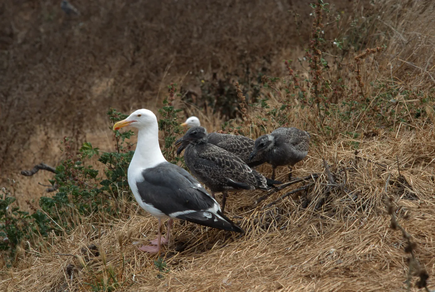 Western Gull & chicks, East Anacapa Island