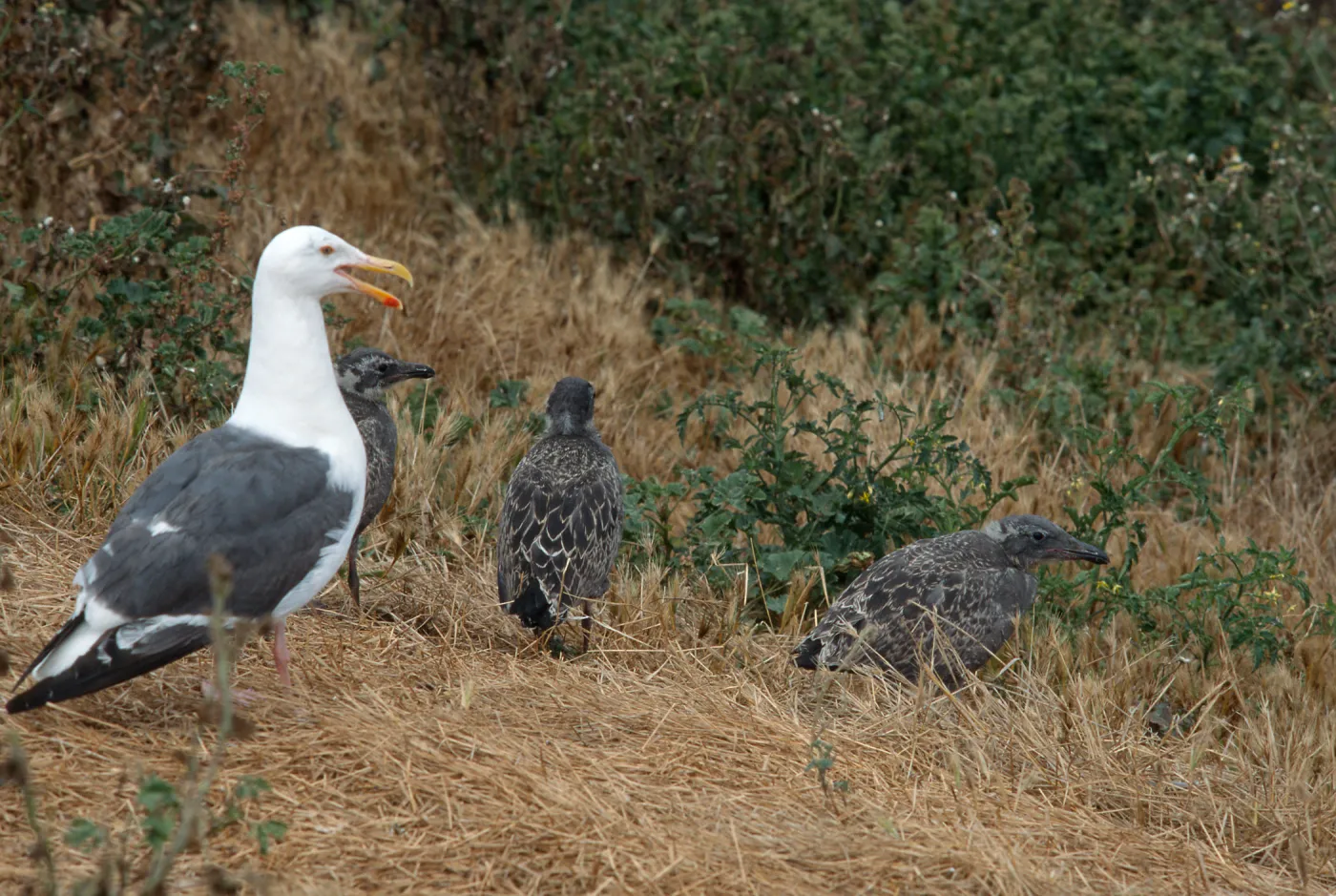 Western Gull & chicks, East Anacapa Island