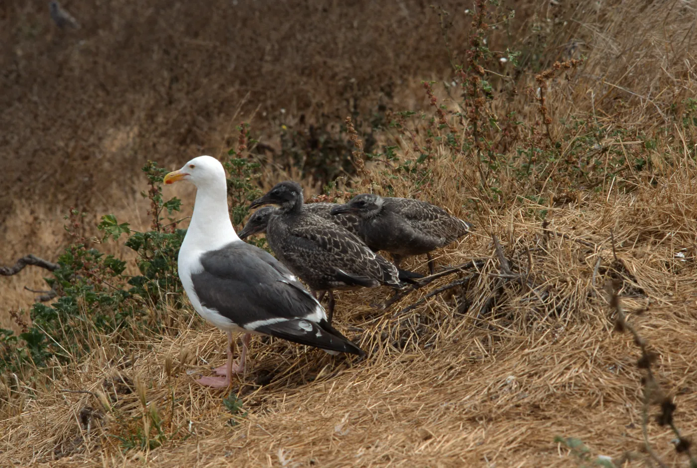 Western Gull & chicks, East Anacapa Island