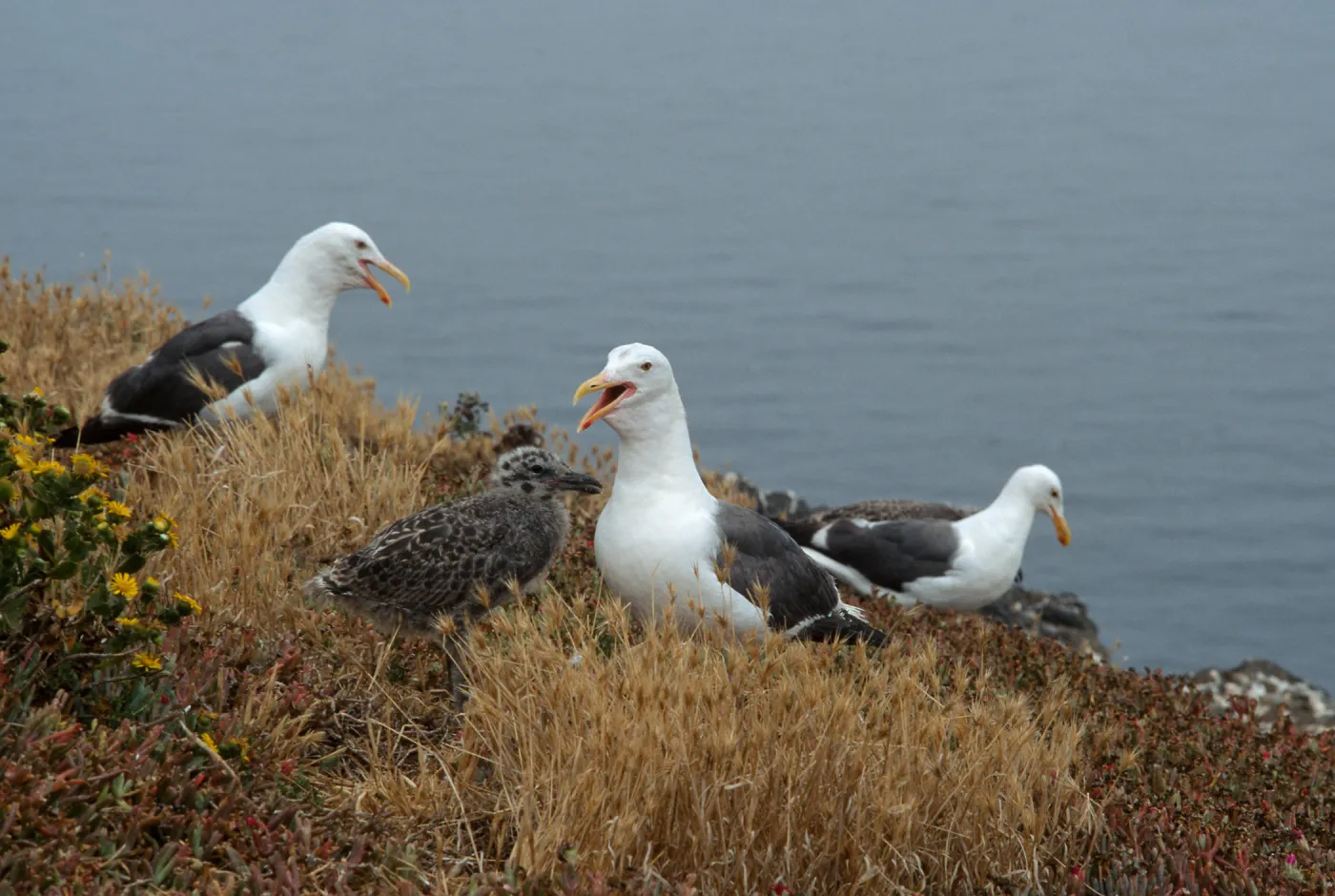 Western Gull & chicks, East Anacapa Island