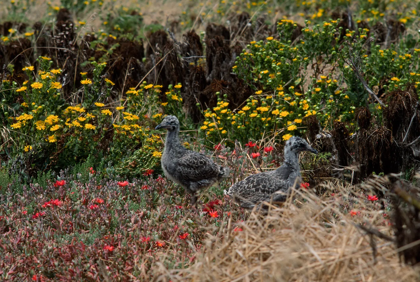 Western Gull chicks, Grindelia, Malephora crocea, East Anacapa Island