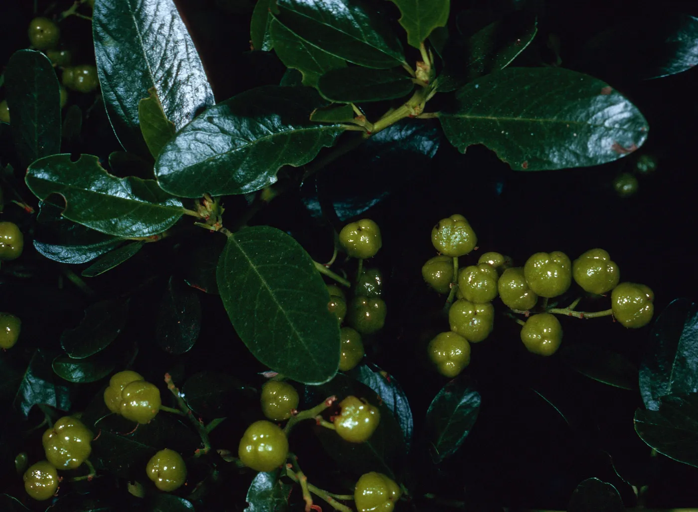 Ceanothus spinosus, Tunnel Trail, Santa Barbara County