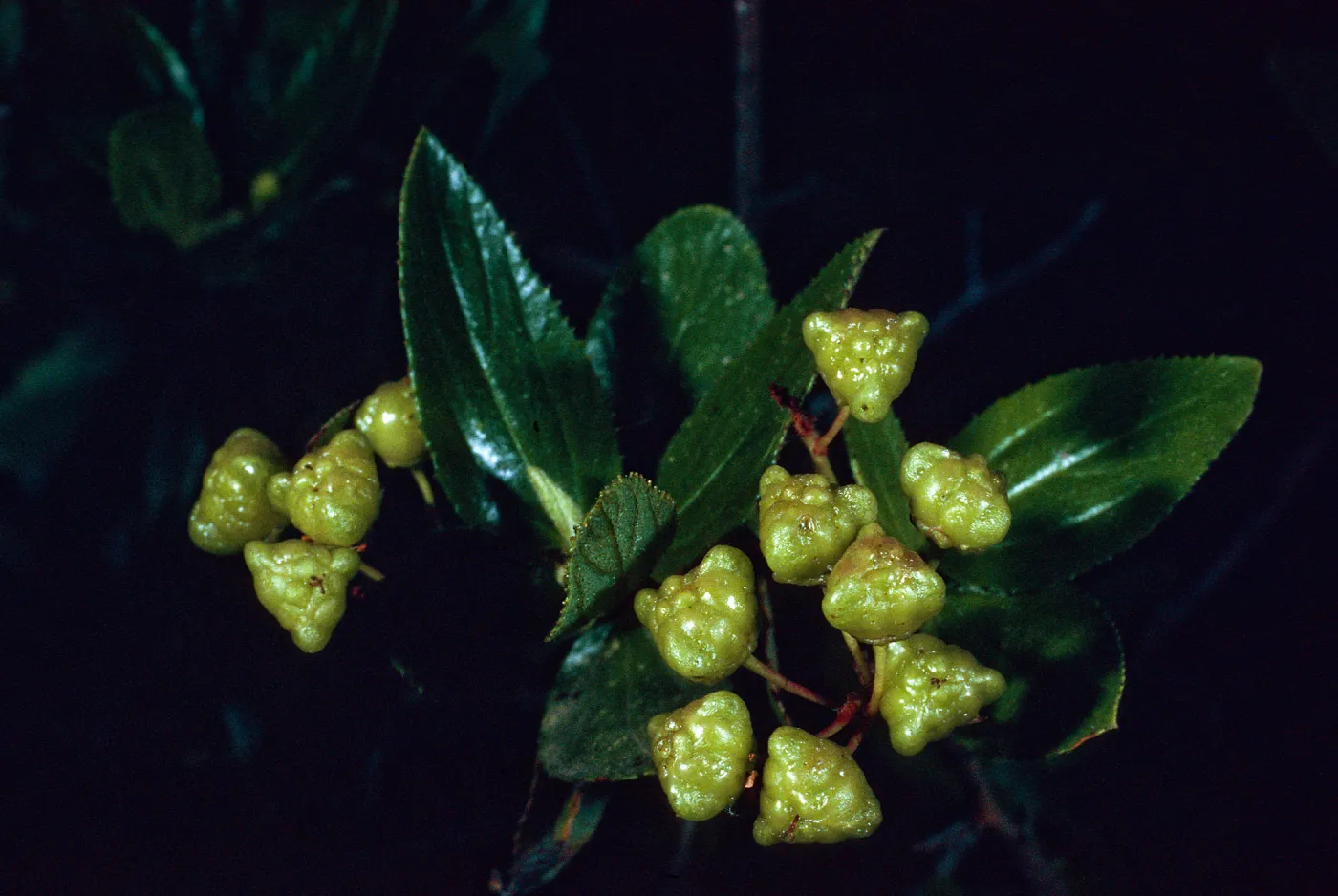 Ceanothus oliganthus, Tunnel Trail, Santa Barbara County