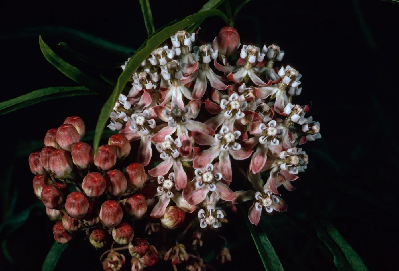 Asclepias fascicularis, Tunnel Trail, Santa Barbara County