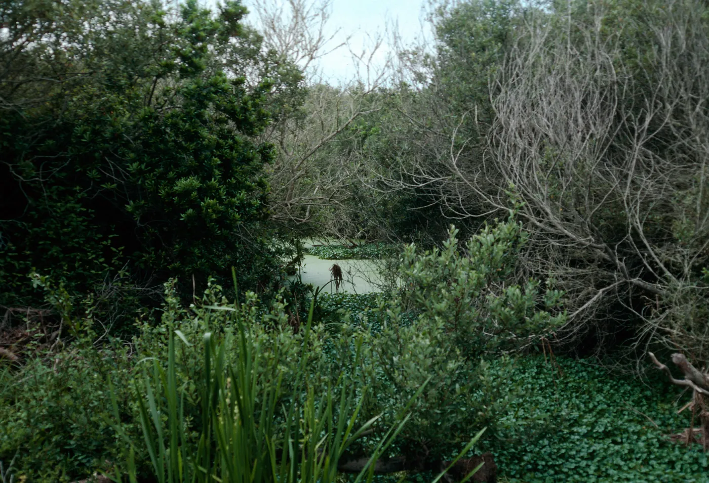 San Antonio Creek, Vandenberg AFB