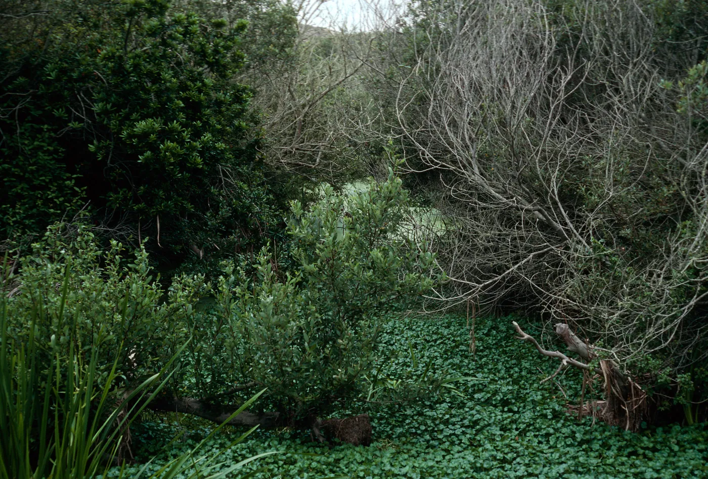 lower San Antonio Creek, Vandenberg AFB