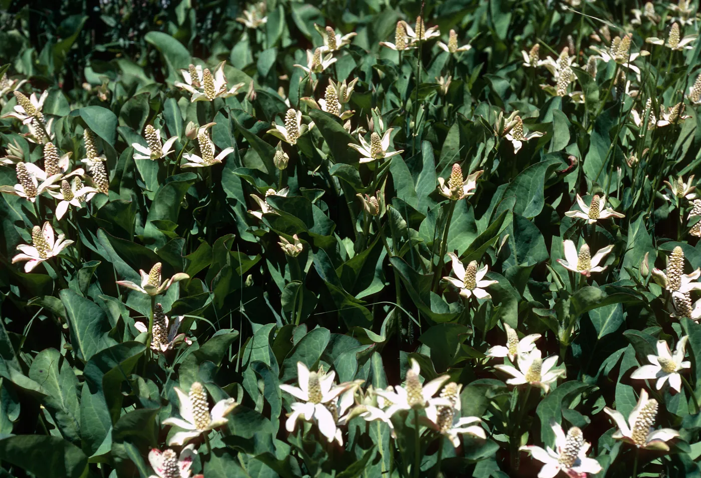 Anemopsis, Yerba Mansa, Prisoners Harbor, Santa Cruz Island