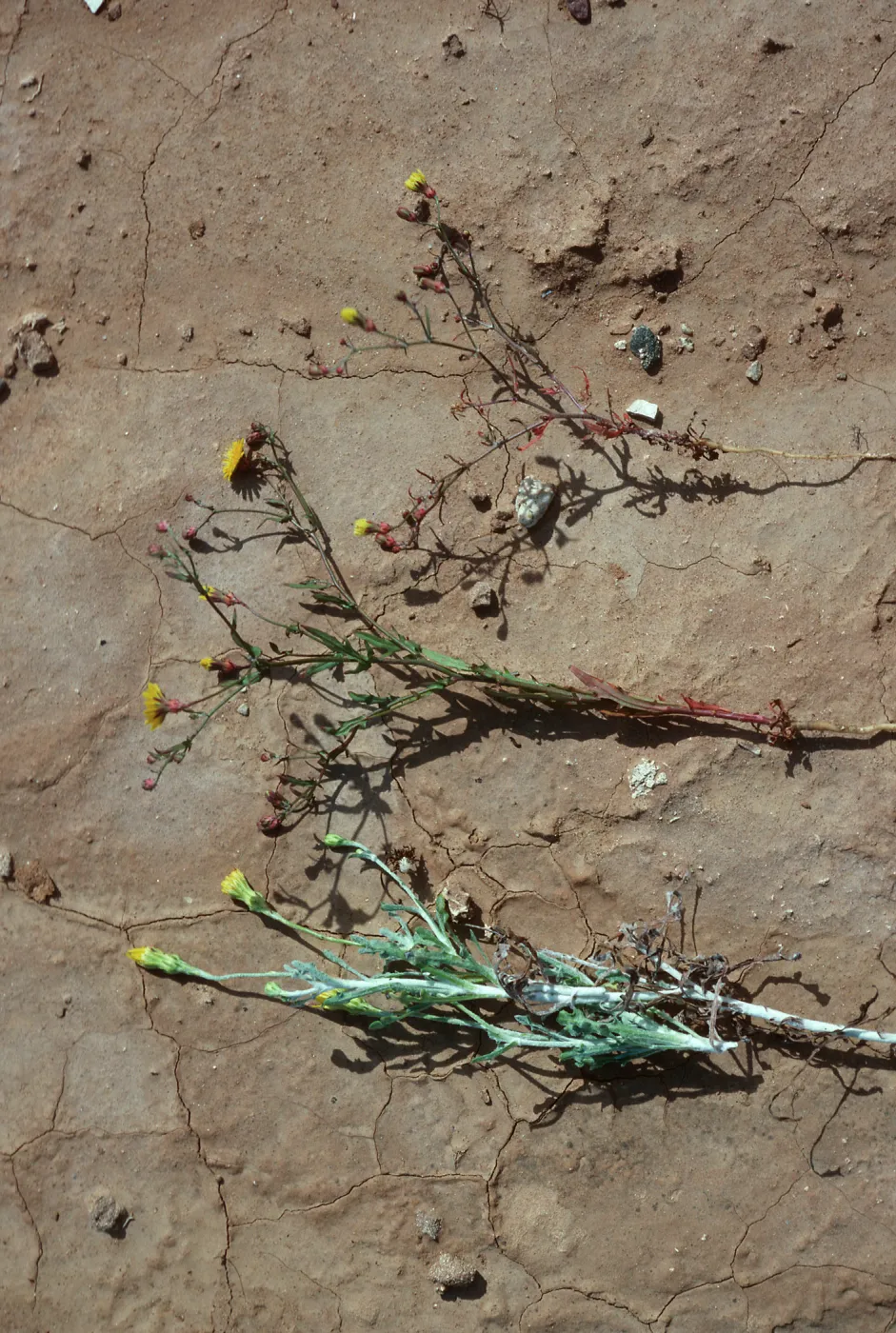 Malacothrix incana, M. polycephala, hybrid, Shannon Road, San Nicolas Island