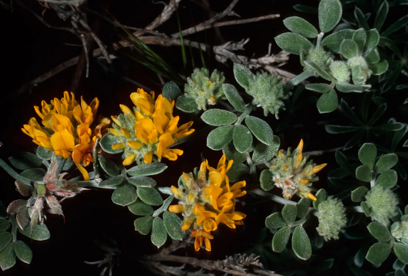 Lotus argophyllus ornithopus, San Nicolas Island