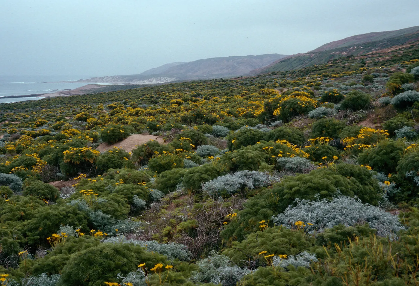 East of Corral Harbor, North side, San Nicolas Island