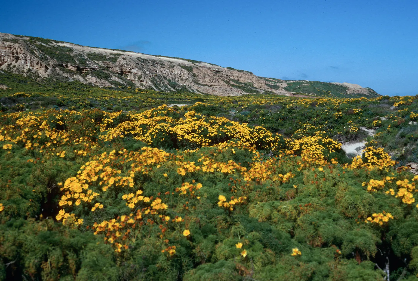 Coreopsis, Northeast flats, San Nicolas Island