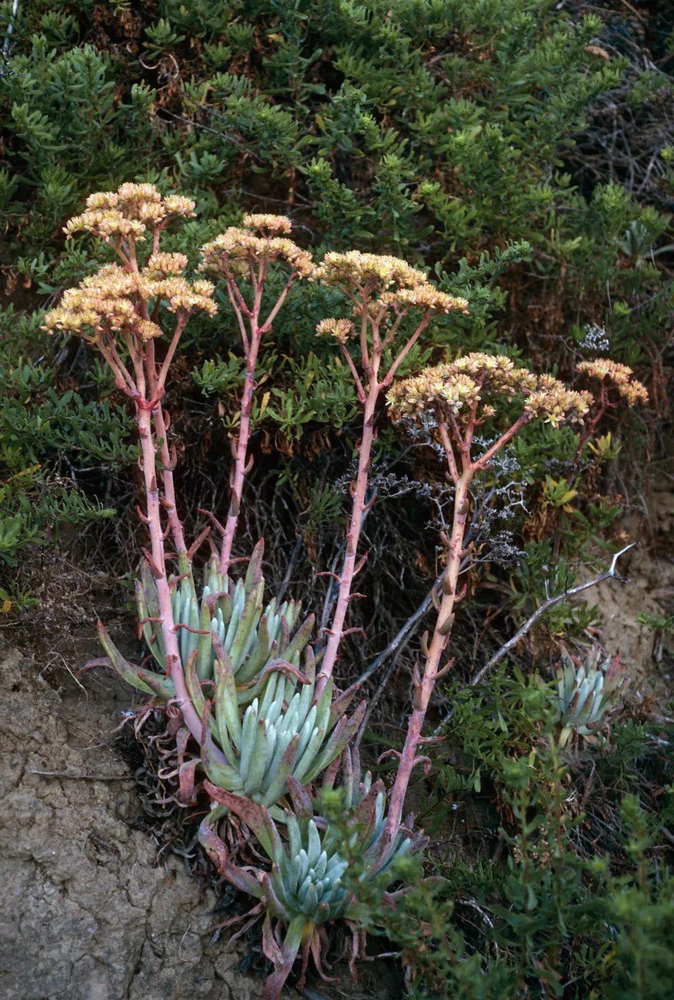 Dudleya virens, Live-Forever Canyon, San Nicolas Island
